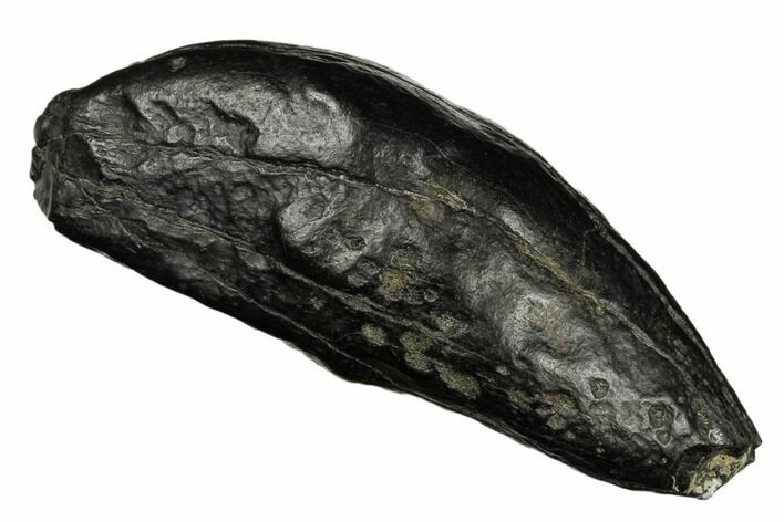 Fossil Sperm Whale (Scaldicetus) Tooth - South Carolina #185992